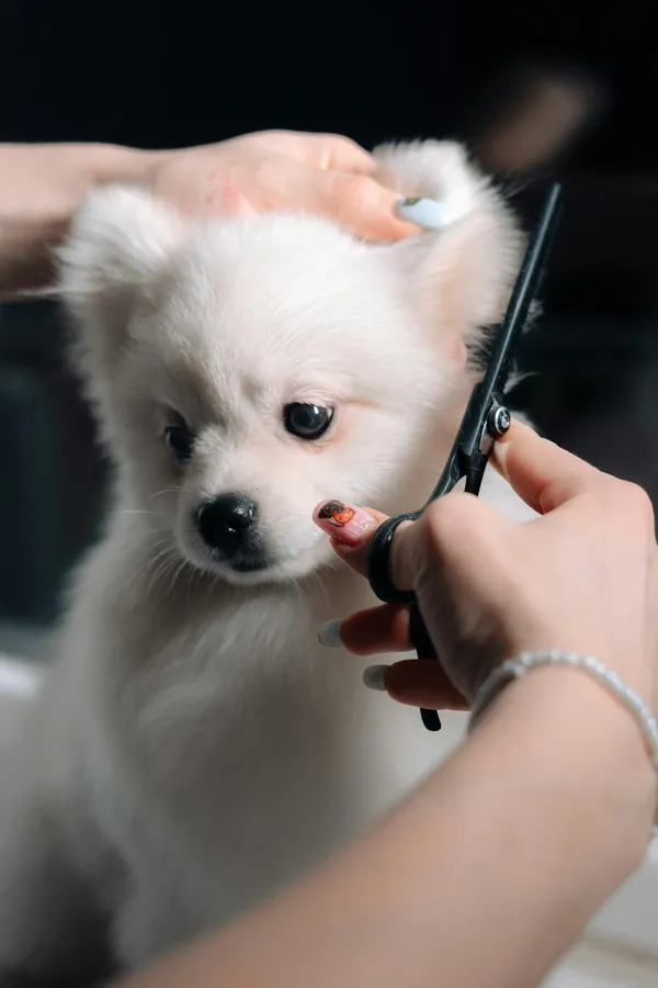Curso de Estética y Peluquería Canina y Felina