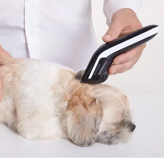 Curso de Peluquería Canina