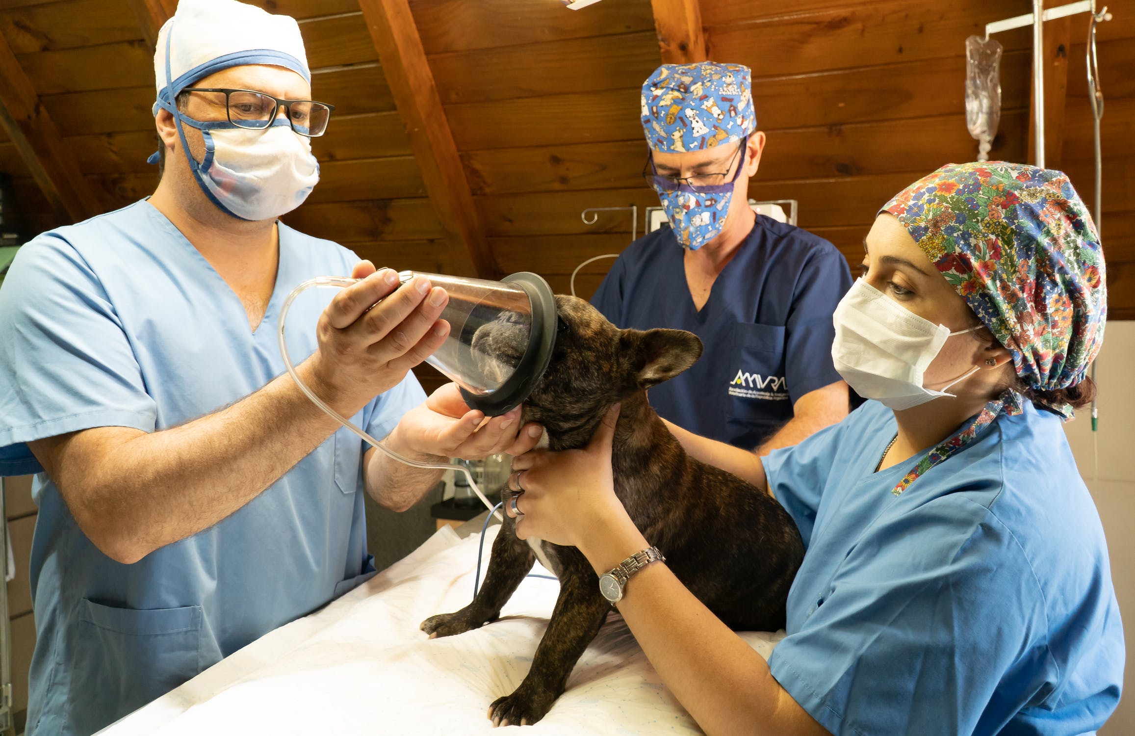 Auxiliar de clínica veterinaria: funciones y sueldo en España